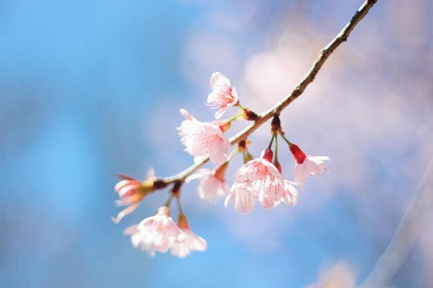 ピンクの桜の花のクローズアップ