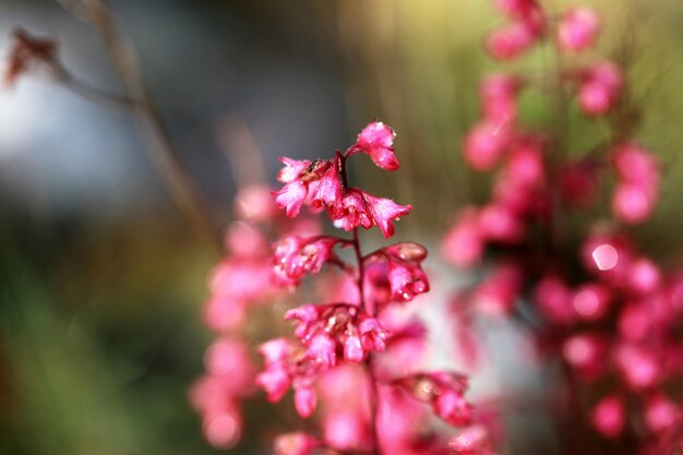 Close-up of pink cherry blossom