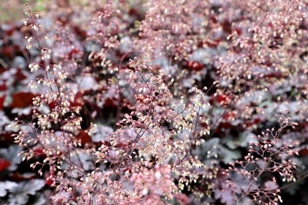 Foto prossimo piano del fiore di ciliegio rosa