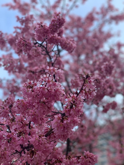 Close-up of pink cherry blossom