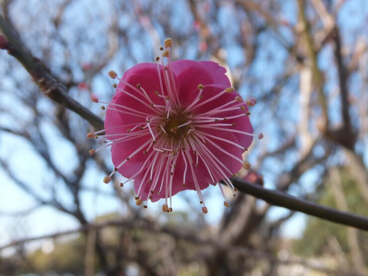 Photo 粉紅色<unk>花的近距離拍攝