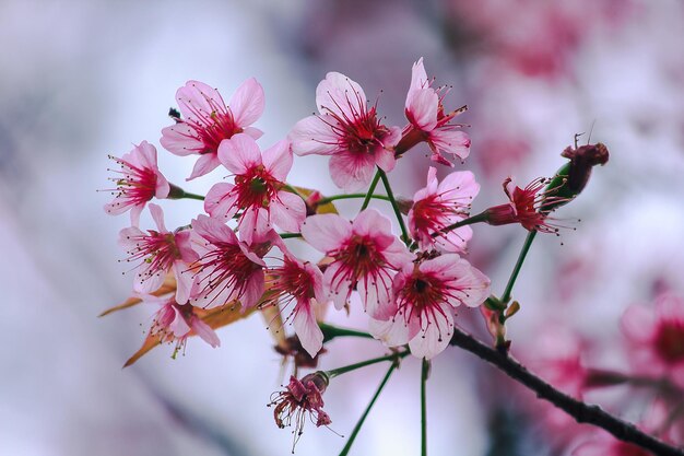 Close-up of pink cherry blossom