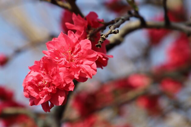 Photo close-up of pink cherry blossom