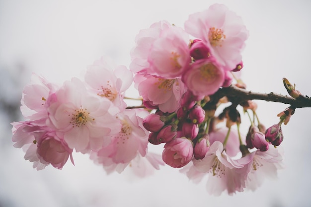 Foto prossimo piano del fiore di ciliegio rosa