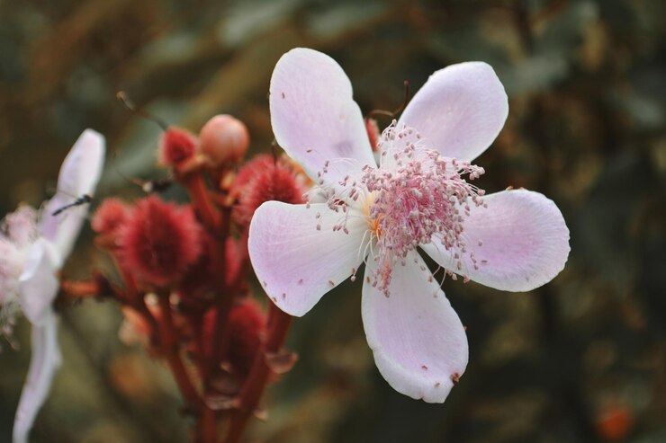 Photo close-up of pink cherry blossom