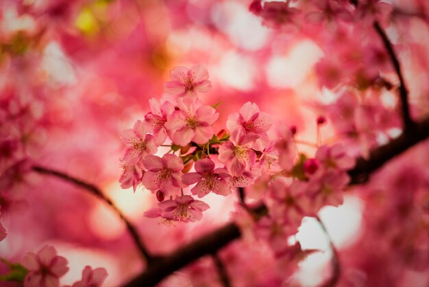 Close-up of pink cherry blossom