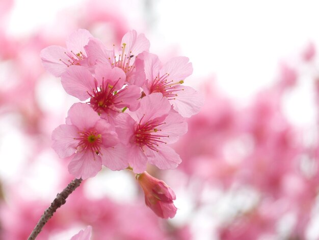 Close-up of pink cherry blossom