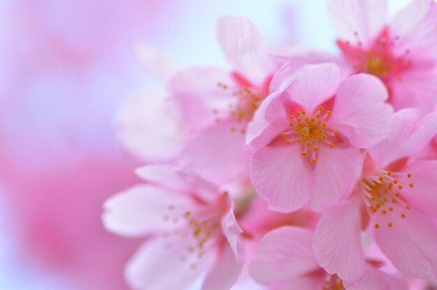 Close-up of pink cherry blossom