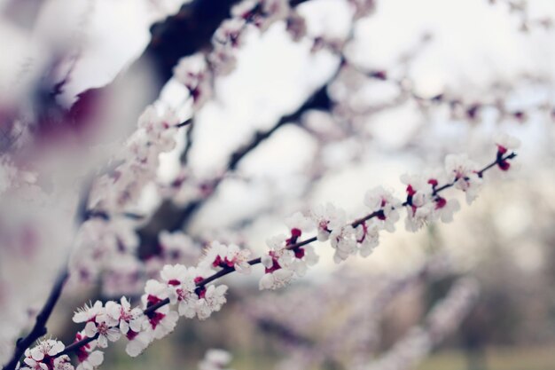 Close-up of pink cherry blossom