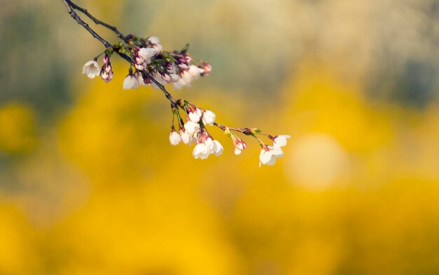 Close-up of pink cherry blossom