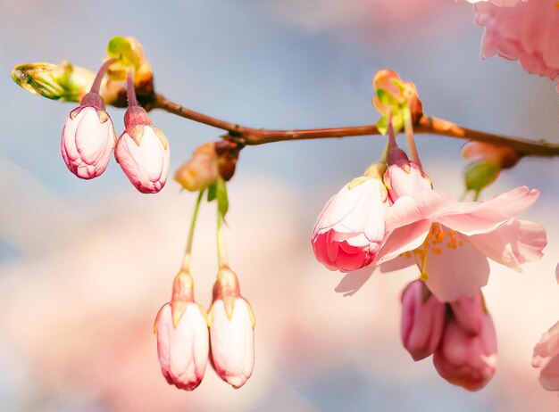 Close-up of pink cherry blossom