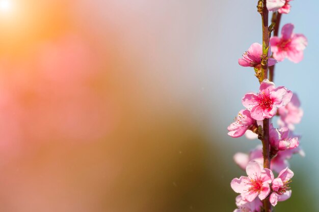 Close-up of pink cherry blossom