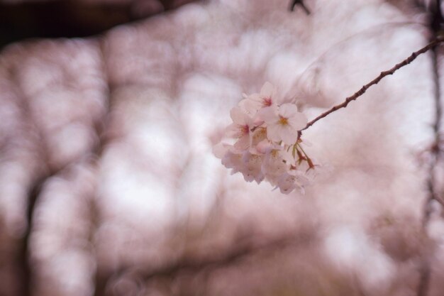 Photo close-up of pink cherry blossom