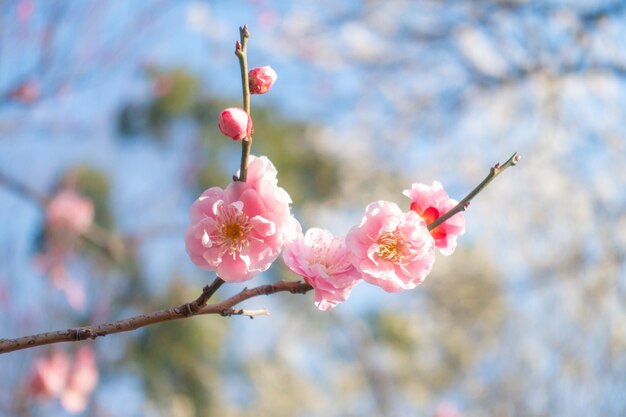 Close-up of pink cherry blossom