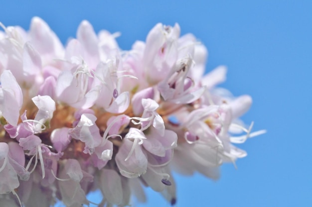 Close-up of pink cherry blossoms against sky