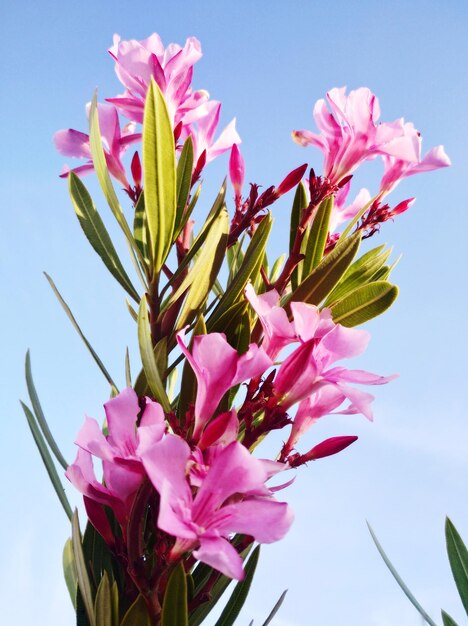 Foto close-up di fiori di ciliegio rosa contro il cielo