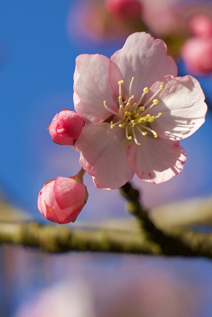 天空を背景にピンクの桜の花をクローズアップ