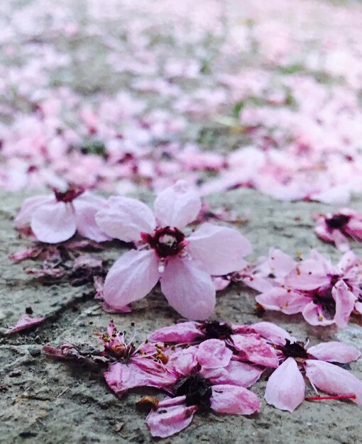フィールドのピンクの桜の花のクローズアップ