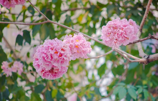 Photo close-up of pink cherry blossoms in spring