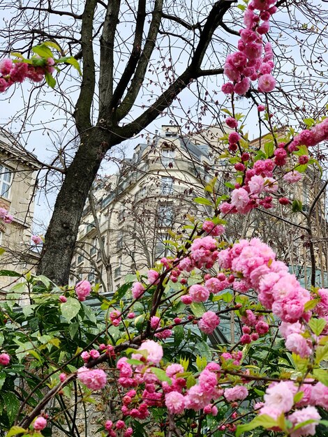 Foto close-up dei fiori di ciliegio rosa in primavera