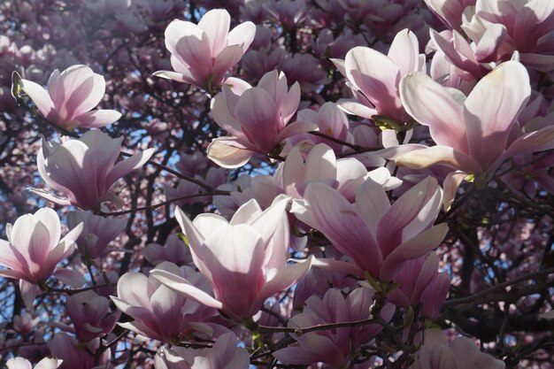 Foto close-up dei fiori di ciliegio rosa in primavera