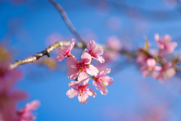 Close-up of pink cherry blossoms in spring