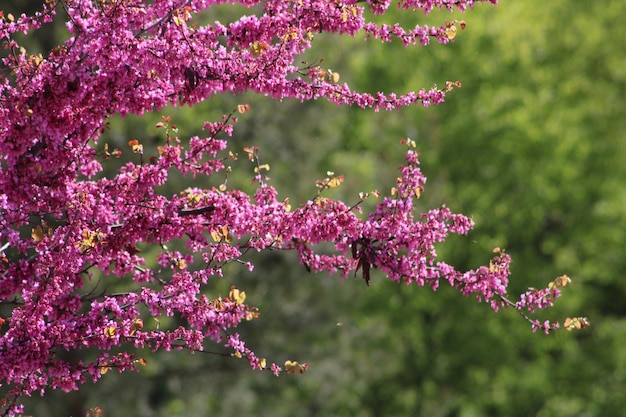 Photo close-up of pink cherry blossoms in spring