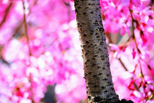 Close-up of pink cherry blossoms in spring