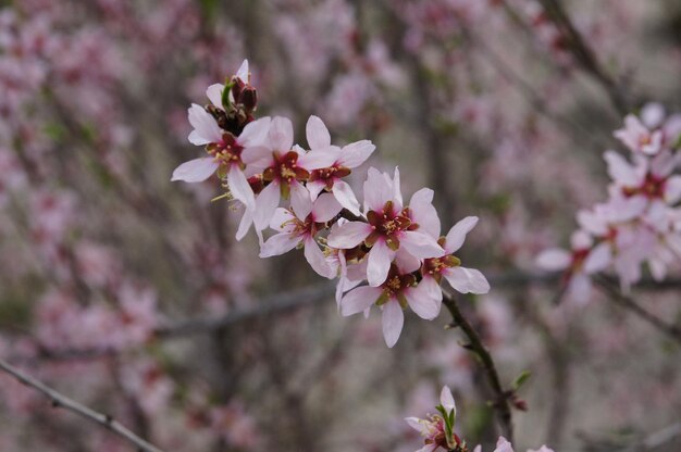 春のピンクのチェリーの花のクローズアップ