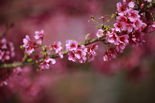 春のピンクの桜の花のクローズアップ