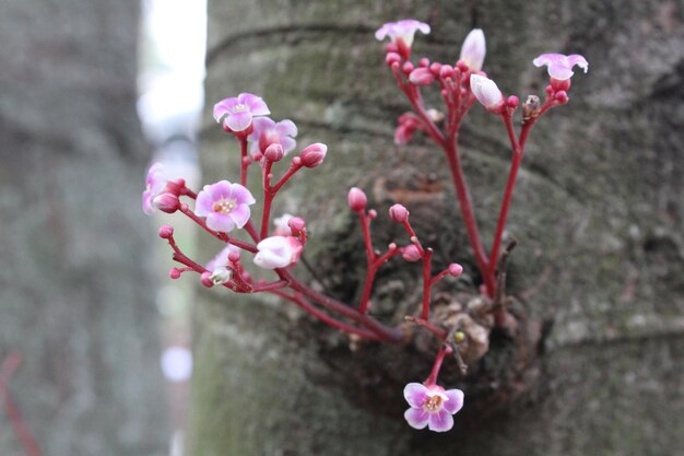 Close-up of pink cherry blossoms in spring