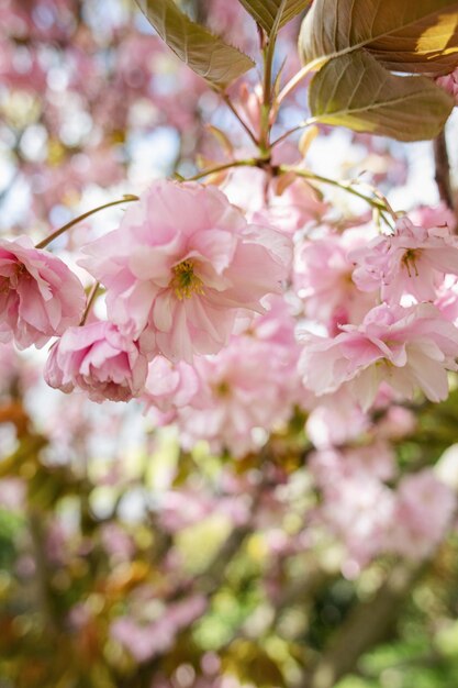 Close-up of pink cherry blossoms in spring