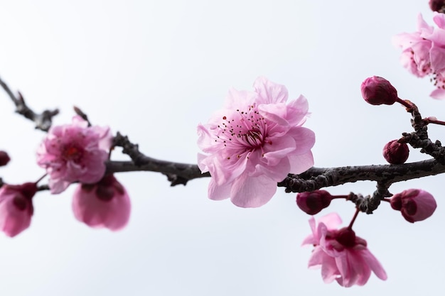 Photo close-up of pink cherry blossoms in spring