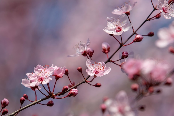 Photo 春のピンクの桜の花のクローズアップ