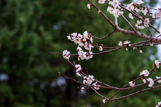 Foto close-up dei fiori di ciliegio rosa in primavera