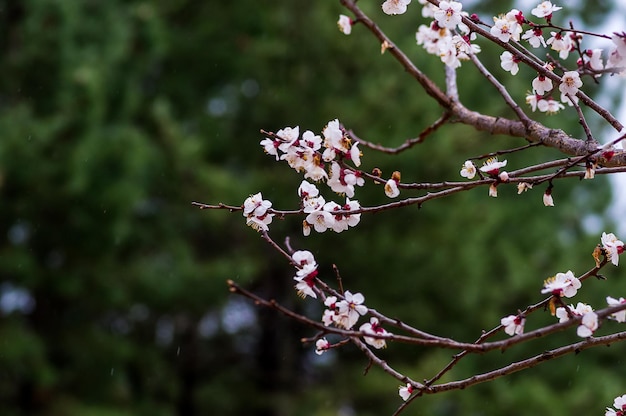 Photo close-up of pink cherry blossoms in spring