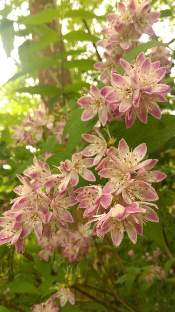 Close-up of pink cherry blossoms in spring