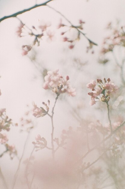 Photo close-up of pink cherry blossoms in spring