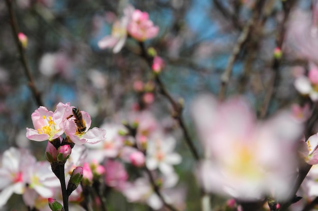 春のピンクの桜の花のクローズアップ