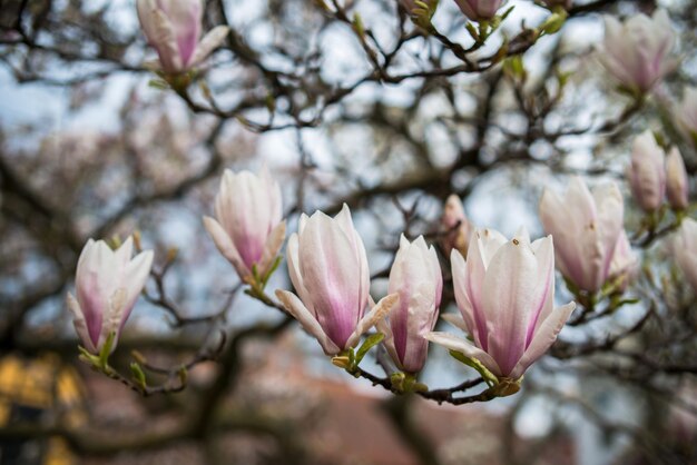 Photo close-up of pink cherry blossoms in spring