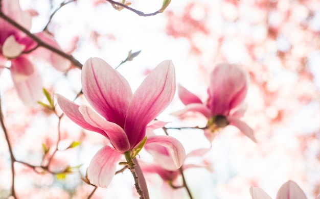 Foto close-up di fiori di ciliegio rosa in primavera