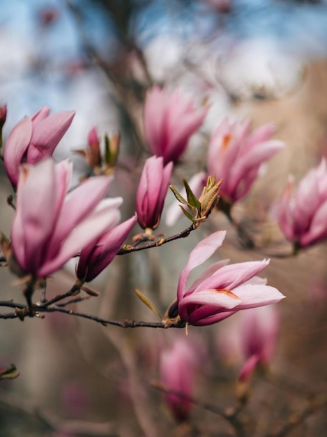 Foto close-up dei fiori di ciliegio rosa in primavera