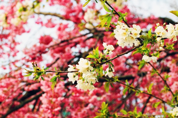 Photo close-up of pink cherry blossoms in spring