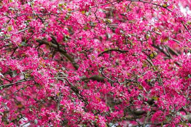 Photo close-up of pink cherry blossoms in spring