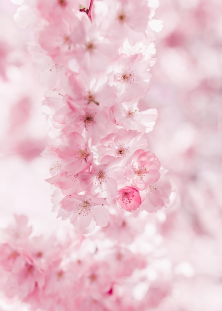 春のピンクの桜の花のクローズアップ