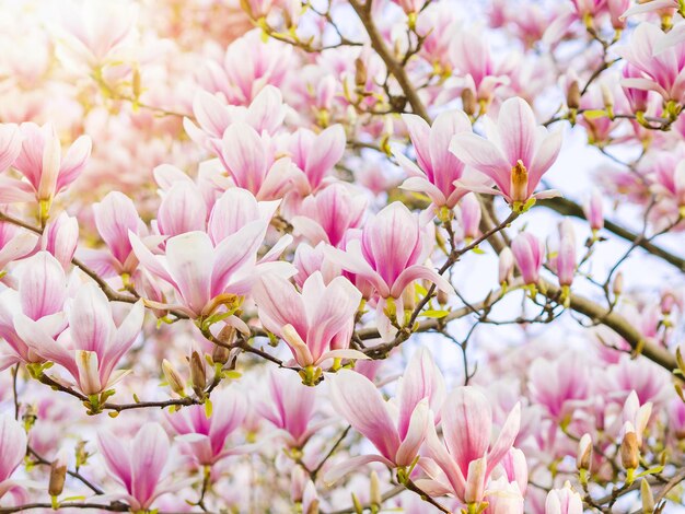 Close-up of pink cherry blossoms in spring