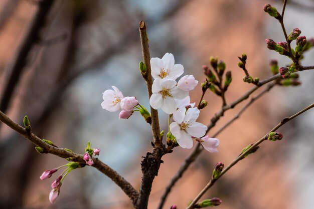 Photo close-up of pink cherry blossoms in spring