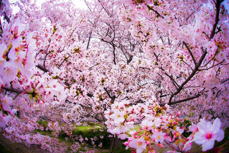 Photo close-up of pink cherry blossoms in spring