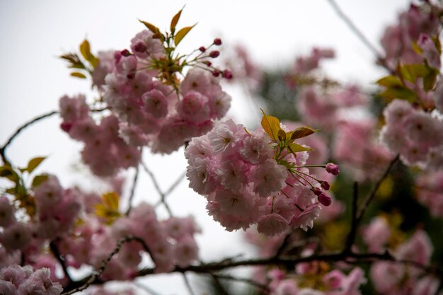 Close-up of pink cherry blossoms in spring