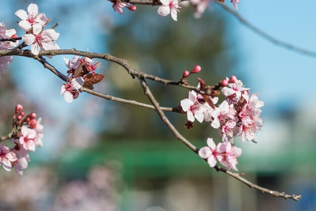 Photo close-up of pink cherry blossoms in spring